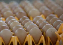 Top Japanese producer of eggs will set up Singapores fourth egg farm