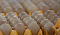 Top Japanese producer of eggs will set up Singapores fourth egg farm